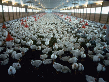 Élevage de poulets de chair au Zimbabwe et usage présumé de médicaments contre le VIH
