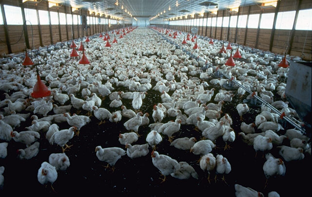 Élevage de poulets de chair au Zimbabwe et usage présumé de médicaments contre le VIH