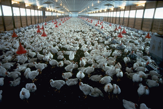 Élevage de poulets de chair au Zimbabwe et usage présumé de médicaments contre le VIH